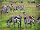 Zebras in Ngorongoro Crater